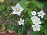 Parnassia palustris