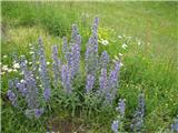 Navadni gadovec (Echium vulgare)