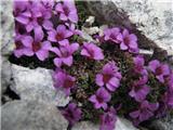 Nasprotnolistni kamnokreč (Saxifraga oppositifolija)