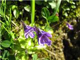 Pinguicula vulgaris