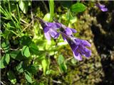 Pinguicula vulgaris