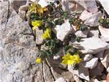 Obirski grobeljnik (Alyssum ovirense)