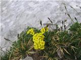 Obirski grobeljnik (Alyssum ovirense)