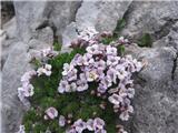Pirenejski kamnokras (Petrocallis pyrenaica)