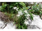 Edelweiss (Leontopodium alpinum)