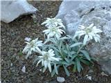 Planika ali očnica (Leontopodium alpinum)