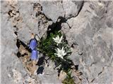 Planika ali očnica (Leontopodium alpinum)