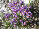 Alpska madronščica (Linaria alpina)