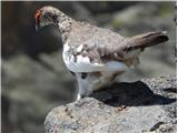 Rock ptarmigan (Lagopus mutus)