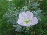 Geranium argenteum