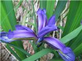 Travnolistna perunika (Iris graminea)