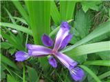 Travnolistna perunika (Iris graminea)