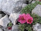 Triglavska roža (Potentilla nitida)