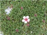 Triglavska roža (Potentilla nitida)