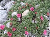 Triglavska roža (Potentilla nitida)
