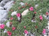 Potentilla nitida