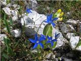 Trebušasti svišč (Gentiana utriculosa)