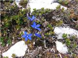 Trebušasti svišč (Gentiana utriculosa)