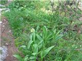 Vanež (Allium victorialis)