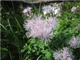 Thalictrum aquilegiifolium