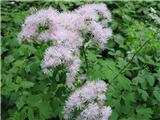 Thalictrum aquilegiifolium