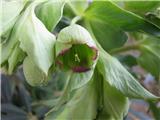 Helleborus foetidus