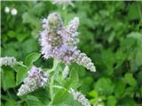 Mentha spicata agg.