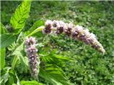 Mentha spicata agg.