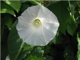 Navadni plotni slak (Calystegia sepium)