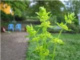 Cruciata laevipes