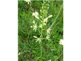 Obloplodno ptičje mleko (Ornithogalum sphaerocarpum)