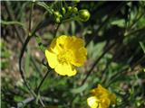 Plazeča zlatica (Ranunculus repens)