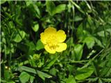 Plazeča zlatica (Ranunculus repens)