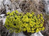 Vednozelena gladnica (Draba aizoides)