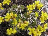 Vednozelena gladnica (Draba aizoides)