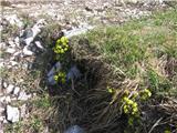 Draba aizoides