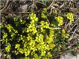 Draba aizoides