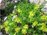 Vednozeleni kamnokreč (Saxifraga aizoides)