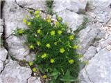 Vednozeleni kamnokreč (Saxifraga aizoides)