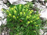 Vednozeleni kamnokreč (Saxifraga aizoides)