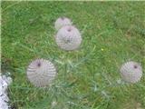 Volnatoglavi osat (Cirsium eriophorum)