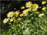 Buphthalmum salicifolium