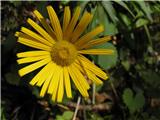 Buphthalmum salicifolium