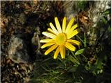 Vrbolistni primožek (Buphthalmum salicifolium)