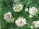 Astrantia major 