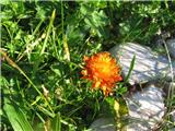 Zlati dimek (Crepis aurea)