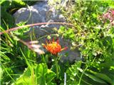 Zlati dimek (Crepis aurea)