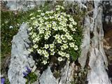 Nasršeni kamnokreč (Saxifraga squarrosa)