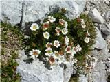 Clusijev petoprstnik (Potentilla clusiana)