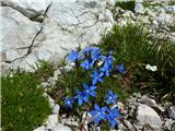 Triglavski svišč (Gentiana terglouensis)